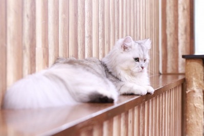 2025 01 05_nekomanma_9321