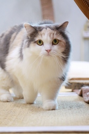2026 05 24_nekomanma_4781
