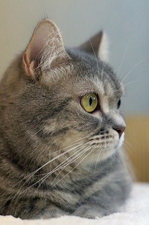 nekomanma_1053_edited-1