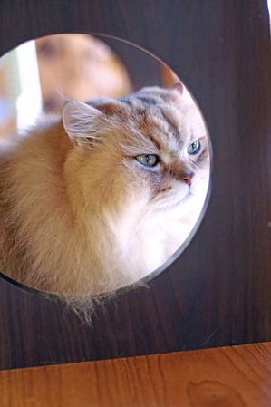 nekomanma_0752_edited-1