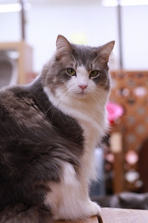 2022 03 13_nekomanma_1595