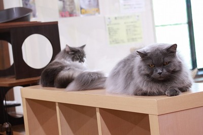 2024 07 14_nekomanma_5925