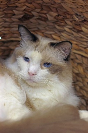 nekomanma_8288_edited-1