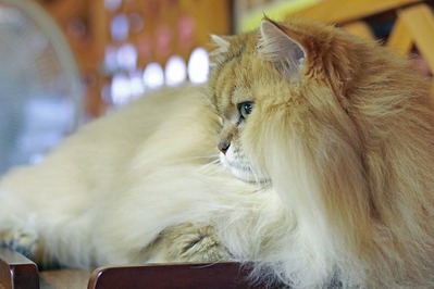 nekomanma_8221_edited-1