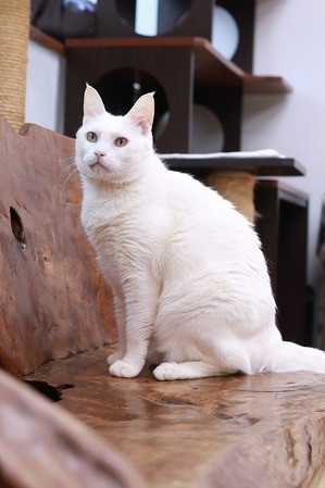 2026 02 15_nekomanma_4280