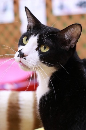 2026 01 02_nekomanma_3928