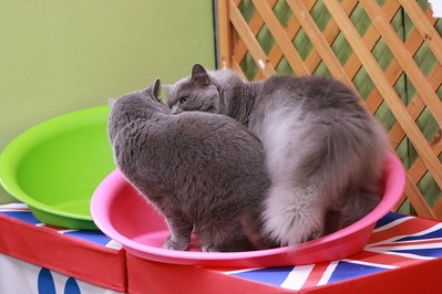 2023 03 26_nekomanma_7324