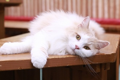 2025 07 06_nekomanma_1859