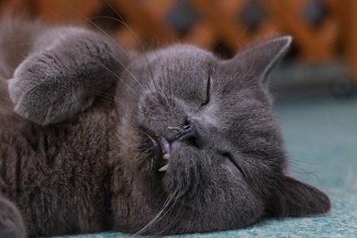 2025 09 28_nekomanma_2648