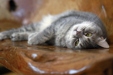 nekomanma_5624_edited-1