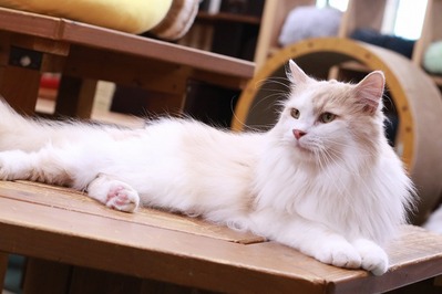 2026 06 21_nekomanma_5022