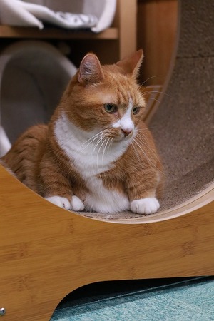 2025 08 24_nekomanma_2237