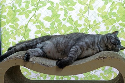 nekomanma_9951_edited-1