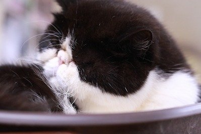 2025 04 13_nekomanma_0602
