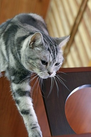 nekomanma_2791_edited-1