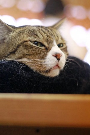 nekomanma_4022_edited-1