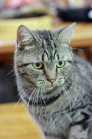 nekomanma_8300_edited-1