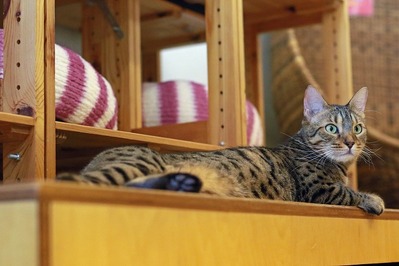 nekomanma_7994_edited-1