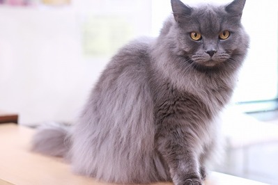 2022 03 10_nekomanma_1494