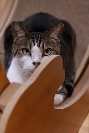 2025 03 23_nekomanma_0303