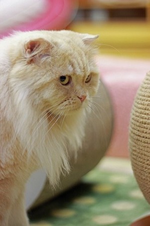 nekomanma_4951_edited-1