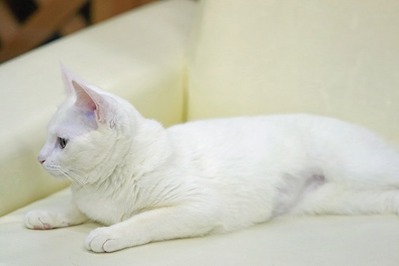 nekomanma_4989_edited-1