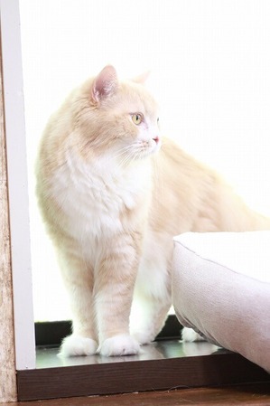 2026 05 24_nekomanma_4800