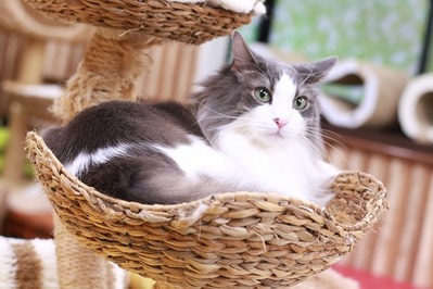 2025 04 13_nekomanma_0610
