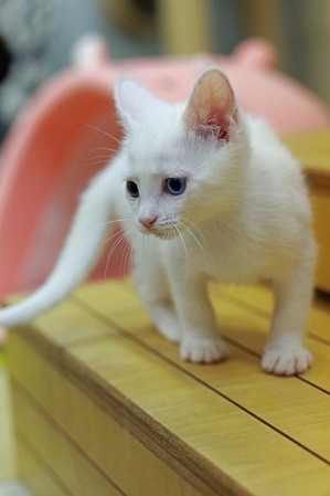 nekomanma_3459_edited-1