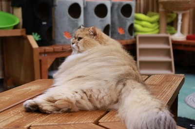 2024 08 04_nekomanma_6243