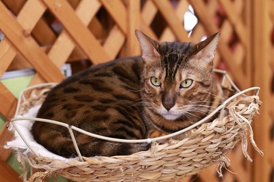 2025 01 04_nekomanma_9267