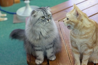 nekomanma_7942_edited-1