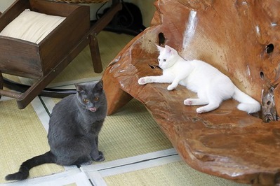 nekomanma_7362_edited-1