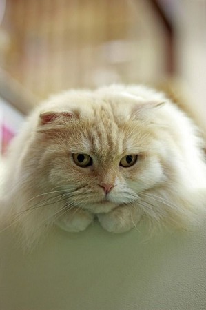 nekomanma_1827_edited-1