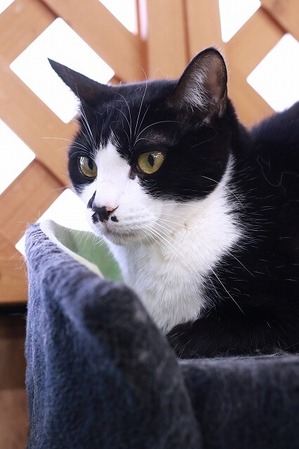 2025 05 11_nekomanma_0967