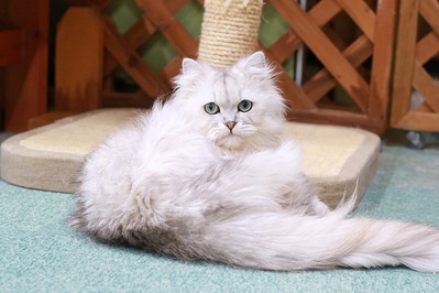 2026 01 04_nekomanma_4063