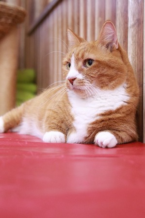 2024 11 24_nekomanma_8498