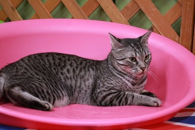 2026 03 15_nekomanma_4348