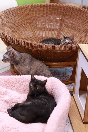 2023 01 22_nekomanma_6189