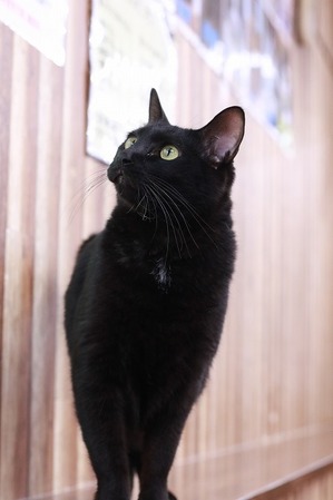 2025 04 20_nekomanma_0734