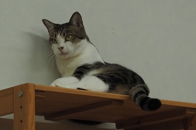 OLYM0011