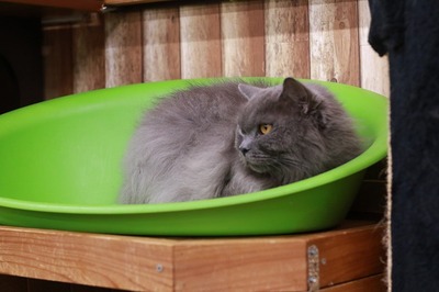 2025 01 19_nekomanma_9383