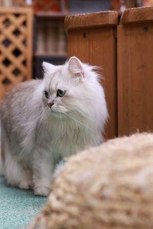 2026 02 15_nekomanma_4262
