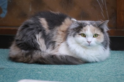 2026 03 15_nekomanma_4399