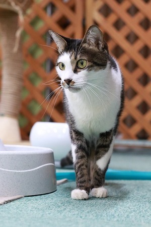 2026 04 05_nekomanma_4693