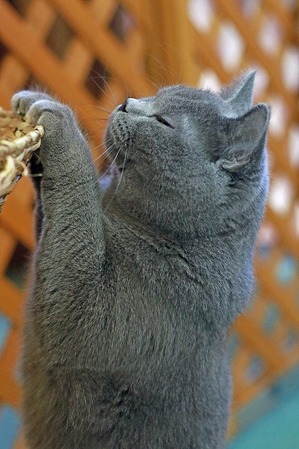nekomanma_3979_edited-1