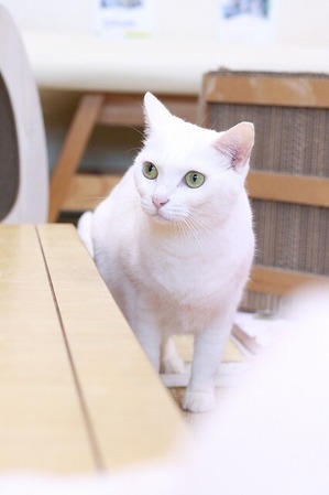2026 03 29_nekomanma_4631