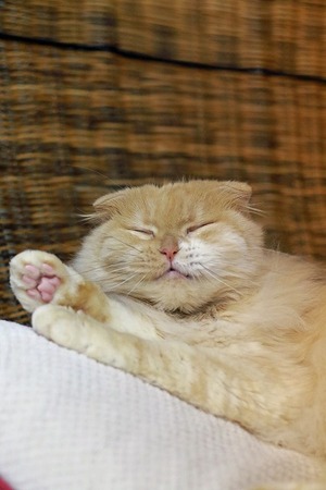 nekomanma_8467_edited-1