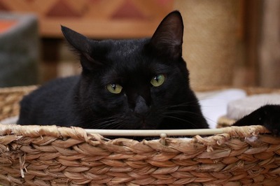 2024 08 11_nekomanma_6396