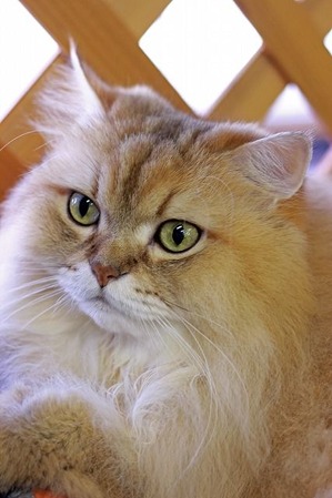 nekomanma_2655_edited-1